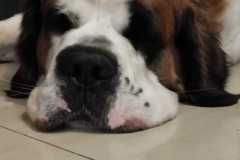 Benia