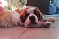 Benia