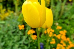 Maj 2023