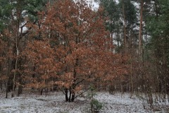 Dąb
