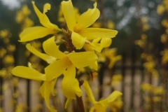 Forsycja