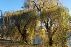 Wierzby