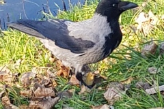 Wrona siwa