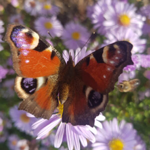 Motyl