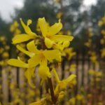 Forsycja, 13 kwietnia 2020