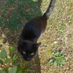 Kot czarny, 1 października 2021