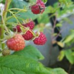 Maliny, 3 października 2021