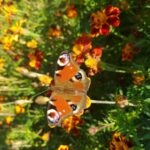 Rusałka pawik, 2 października 2021