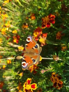 Read more about the article Ogrody – Kuklówka Zarzeczna