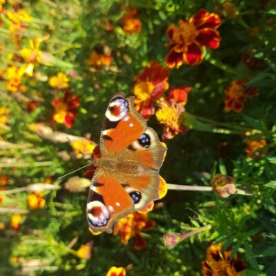 Ogrody – Kuklówka Zarzeczna