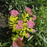 Rusałka pawik, 2 października 2021