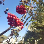 Jarzębina, 3 października 2021