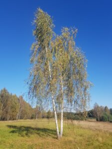 Read more about the article Lasy: Makówka, Kuklówka Zarzeczna