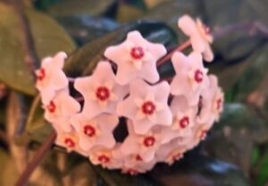 Read more about the article Hoja