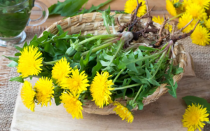 Read more about the article Mniszek lekarski