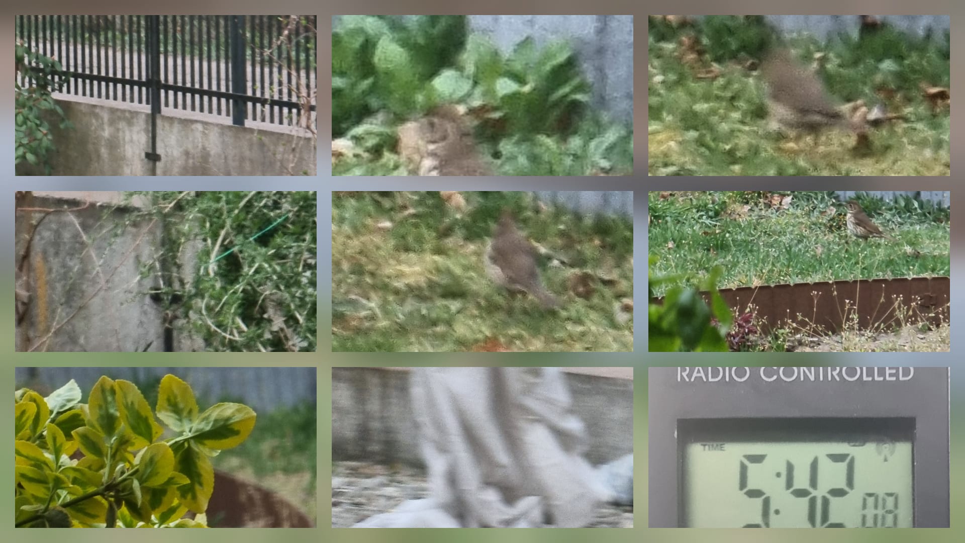 You are currently viewing Natura o poranku