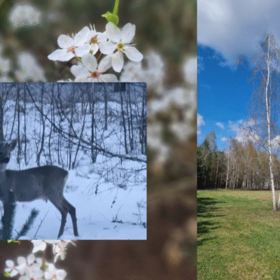 Przyroda naszych lasów