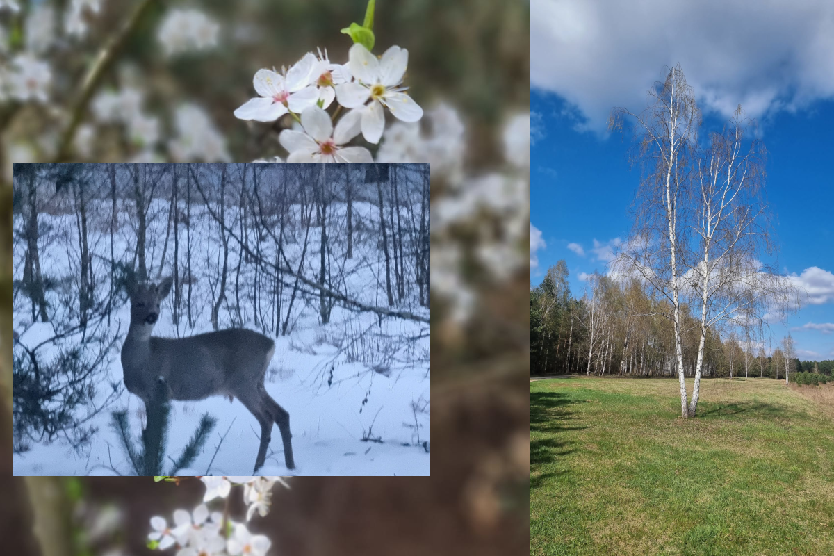 You are currently viewing Przyroda naszych lasów